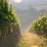 actief bezoek aan wijngaarden